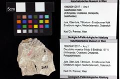 Foto (Objket + Etiketten) von Discutiolira moesica (Muţiu & Bădăluţă, 1971) 